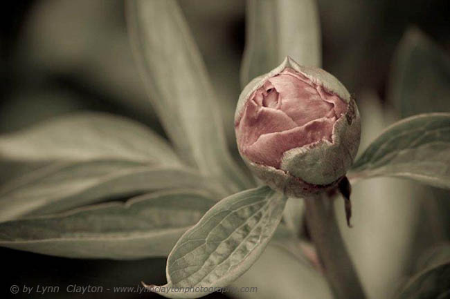 Peony Bud